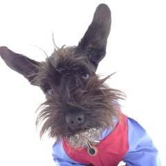 Ирина Владимирова, Москва