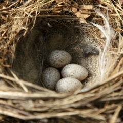 Вика Новикова, 06.02, Красноярск