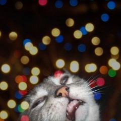 Максим Ромашкин