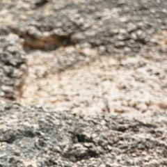 Инна Шаповал, 03.04.1988, Ростов-на-Дону