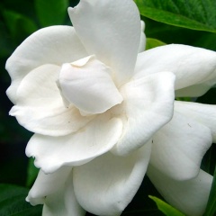 Елена Безгласная, 17.01.1965, Владимир