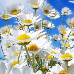 Ирина Долгошеева, Желтые Воды