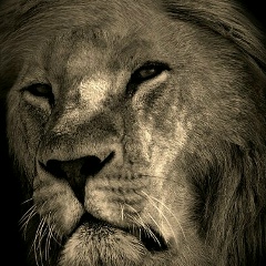 Михаил Подольский, 21.11.1988, Ковель