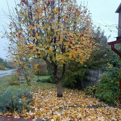 Данила Беседин, Курск