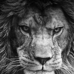 Курбан Магомедов