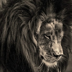 Станислав Коротков, Киев