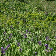 Hanim Mushtakova, 05.11.1983, Алматы
