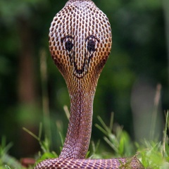 Олег Дидио, 25.07