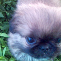 Оля Миховская