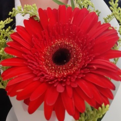 Юлия Мелкуева, Олонец