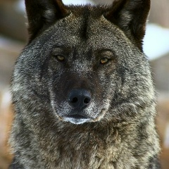 Мадияр Клышбаев, 14.10, Костанай