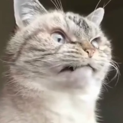 Игнат Мирецкий, 20.01, Москва