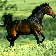 Дмитрий Боронин, 25.03.1975, Санкт-Петербург