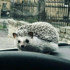 Александр Булах, 10.11.1986, Гродно