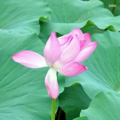 အေဝကခ်စ္သူကို လြမ္းတယ္, 07.07.1988