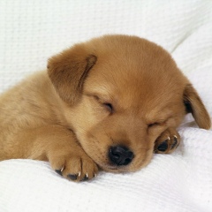 Владимир Скобец