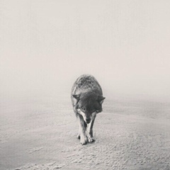 Ислам Исабеков, 07.11, Махачкала