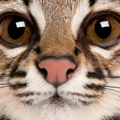 Алла Гайдай, 27.02, Киев