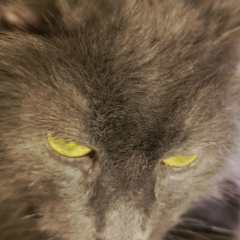 Александр Зыблев, 15.12.1968, Санкт-Петербург