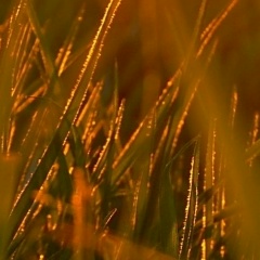 Татьяна Борисова, 16.12.1901