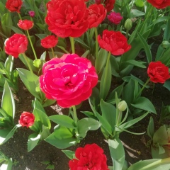 Анна Хромова, 24.05, Санкт-Петербург