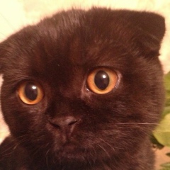 Алина Алиева, 27.03.1985, Актау