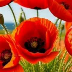 Людмила Малахова, Волгоград