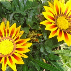 Юля Сазонова, Березники