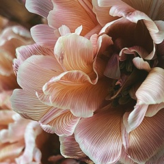 Алданыш Кра, Караганда