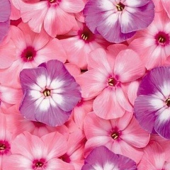 Saya Tazhina, 01.07.1984, Астана