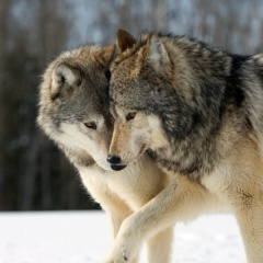 Лилия Мигунова, 05.06, Семенов