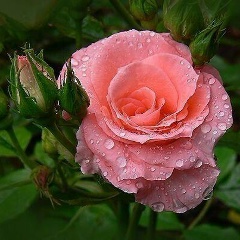 Елена Киселева, 14.05, Москва