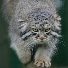 Татьяна Тюнни, 11.12