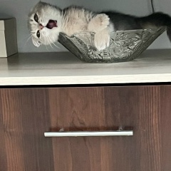 Сергей Соловьёв, 10.02, Москва