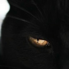 Александр Сорокин, Пушкин