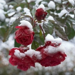 Dilmira Qurbonbaeva, 17.05.2001, Туркестан