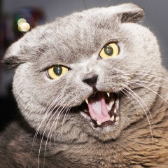 Денис Чумачёк, 28.02.1988, Новочеркасск