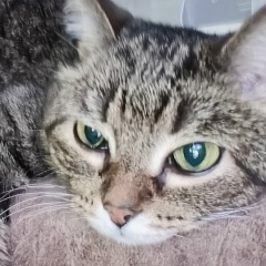 Татьяна Орноева-Алексеева, 16.06, Иркутск