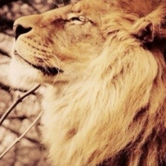 Samat Sarifulla, 18.08, Шымкент