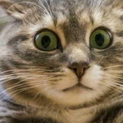 Алексей Пушкин, 15.06, Токмок