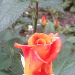 Саджида Абдусаитова, 10.06.1985, Алматы