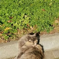 Константин Свириденко, Москва