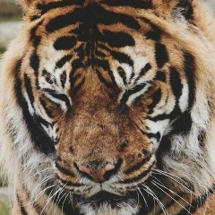 Нурсултан Баймаханов, 27.06.1990, Туркестан