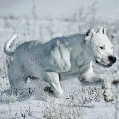 Александр Пушкарев, 25.07, Санкт-Петербург