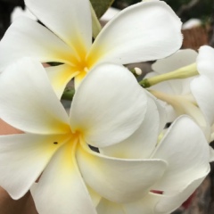 Сона Шамшилова-Аббасова, Новосибирск