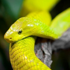 Никита Съедин, Макеевка