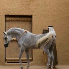 Тамерлан Булгаков, 21.07.1995, Москва