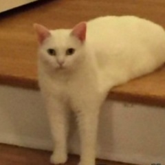 Просто Гость, Санкт-Петербург