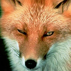 Анна Шилова, 29.09.1978, Санкт-Петербург