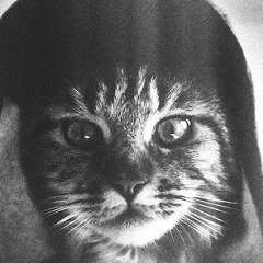 Максим Шевченко, Кривой Рог